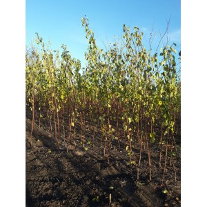 Саженцы абрикоса оптом (от 500 шт.)