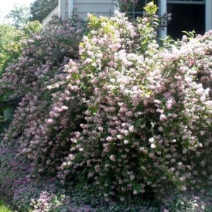 Саженец дейции розовой Кодсел Пинк (Codsall Pink)