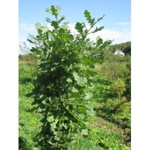 Саженец дуба Черешчатого 40-60 см