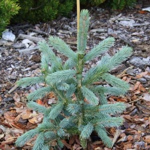 Саженец Ели Голубой Кейбаб (Kaibab) 20-40 см