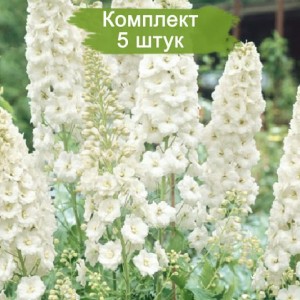 Саженцы дельфиниума Галахад (Galahad) -  комплект 5 шт.