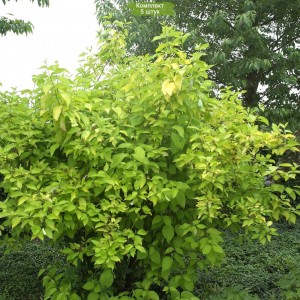 Саженцы дерена Аурея  (Aurea) -  комплект 5 шт.