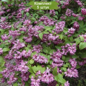 Саженцы дейции гибридной Строберри Филдс (Strawberry Fields) -  комплект 5 шт.