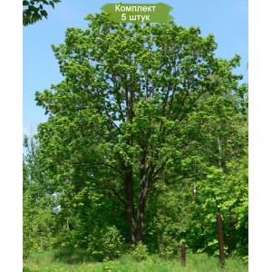 Саженцы дуба Монгольского 60-100 см -  комплект 5 шт.