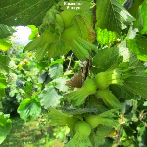 Саженцы фундука Трапезунд (Trebizond) -  комплект 5 шт.