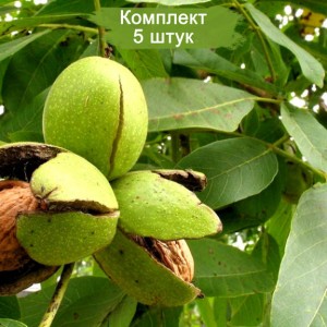 Саженцы грецкого ореха Изящный -  комплект 5 шт.