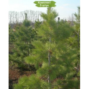 Саженцы кедра Сибирского от 150 см -  комплект 5 шт.