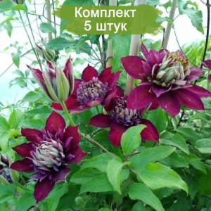 Саженцы клематиса Темптейшен (Temptation) -  комплект 5 шт.