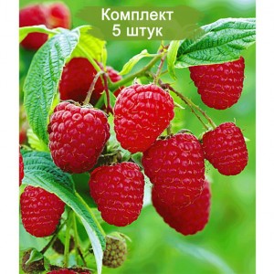 Саженцы ремонтантной малины ремонтантная Зюгана (Красная) -  комплект 5 шт.