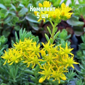 Комплект 5шт / Очиток (седум) скальный Блю Форест