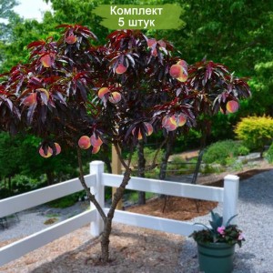 Саженцы персика краснолистного Бургунди -  комплект 5 шт.