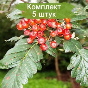 Саженцы рябины поддуболистной -  комплект 5 шт.