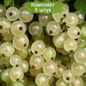 Саженцы белой смородины Снежанна -  комплект 5 шт.