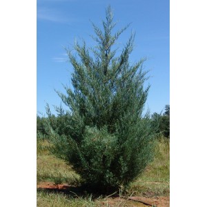 Саженец можжевельника Виргинского от 100 см