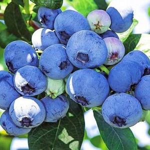 Саженец голубики Латеблю (Latiblue)