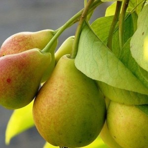 Саженец груши Просто Марии