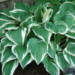 Саженец хосты Распсодия (Rhapsody)