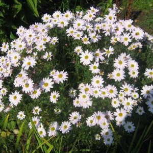 Саженец хризантемы мультифлора Сибирская (Белая )