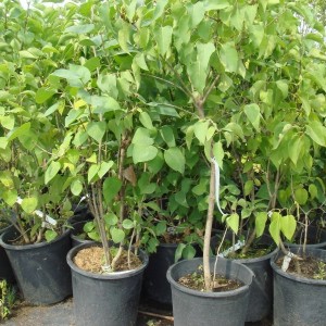 Сеянец сирени Амурская  (10-15 см.)