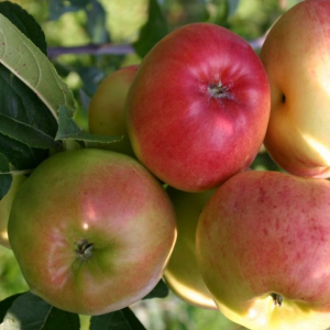 Саженец Яблони Прима