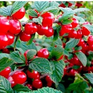 Саженец Вишня войлочной Сказка