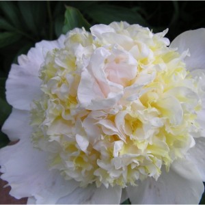 Саженец пиона Top flight (Топ флайт )